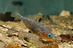 Spined: Three-spined Stickleback