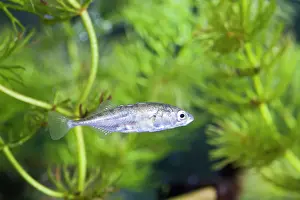 Spined: Three-Spined Stickleback