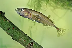 Spined: Three-spined Stickleback