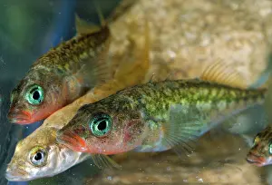 Spined: Three-spined Stickleback Fish