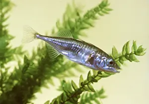 Streams: THREE-SPINED STICKLEBACK FISH