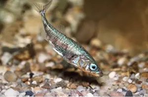 Streams: THREE-SPINED STICKLEBACK FISH - male
