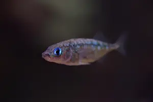 230820: Three-spined stickleback - male - Germany