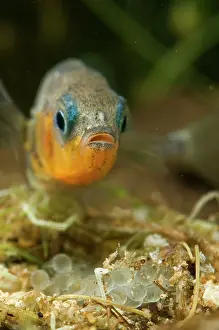 Spined: Three-spined Stickleback - male guarding its eggs