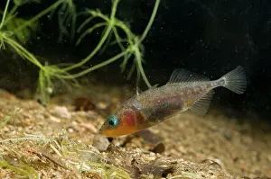 Spined: Three-spined Stickleback - male guarding its eggs