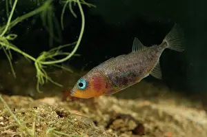 Spined: Three-spined Stickleback - male guarding its eggs