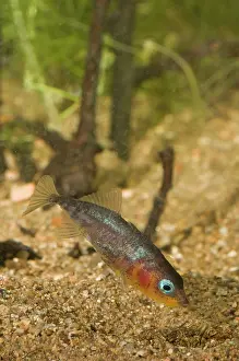 Spined: Three-spined Stickleback - nest building