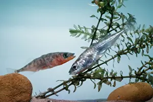 Emma Coghlan: Three-spined Stickleback - Pair