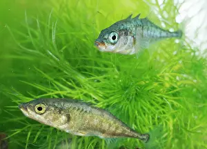 Spined: Three-Spined STICKLEBACKS - two