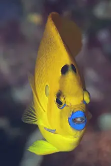 Lips: Three-Spot Angelfish - with blue lips