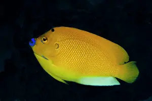 Trimaculatus: Three-Spot Angelfish Seraya shore dive, Bali, Indonesia