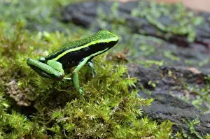 Trivittatus: Three-stripe Poison Frog