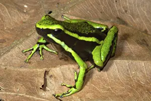 Epipedobates: Three-Striped Poison Dart Frog