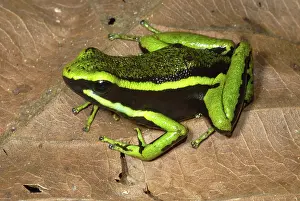 Epipedobates: Three-Striped Poison Dart Frog