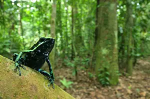 Arrow: Three-striped Poison Dart Frog (Ameerega trivittata)