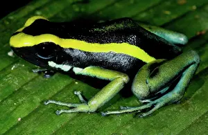 Toxins: Three-striped Poison Frog