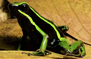 Toxins: Three-striped Poison Frog
