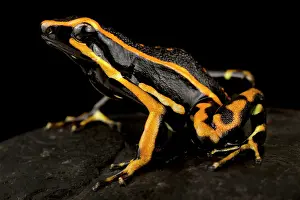 Blacks: Three-striped Poison Frog (Ameerega trivittata)