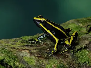 Bark: Three-striped Poison Frog (Ameeregar trivittata), Peru