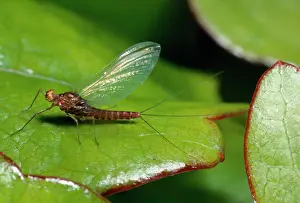 Ephemeroptera: Three-Tailed Mayfly - (Ephemeroptera) - UK