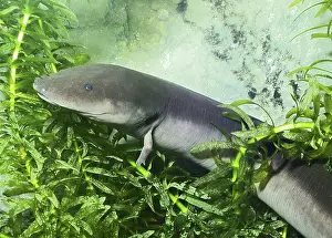 Amphiuma: Three-Toed Amphiuma