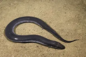 Amphiuma: Three-Toed Amphiuma