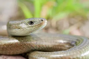 Skinks: Three-toed Skink