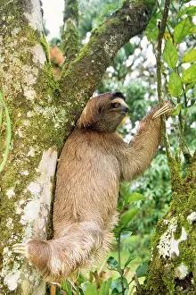 Three-toed SLOTH