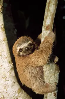 Sloths: Three-toed SLOTH