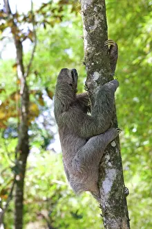 Tridactylus: Three-toed Sloth