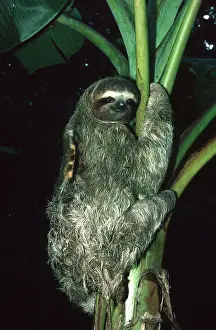 Panama: THREE-TOED SLOTH