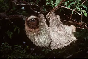 Sloth: THREE-TOED SLOTH