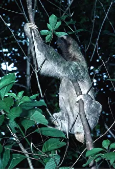 Sloth: THREE-TOED SLOTH