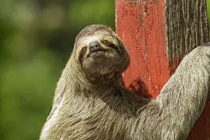 Slow: Three-Toed Sloth (Bradypus infuscatus) climbing