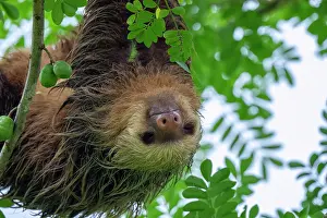 Bradypus: The three-toed sloth, Bradypus in tree