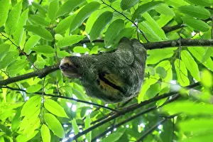 Bradypus: The three-toed sloth, Bradypus in tree