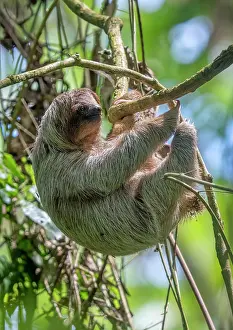 Bradypus: The three-toed sloth, Bradypus in tree
