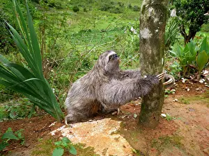 Tridactylus: Three-toed sloth (Bradypus tridactylus) in French