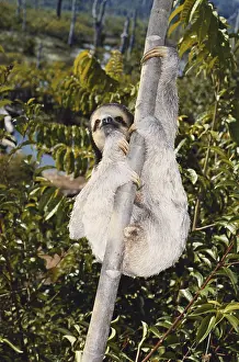 Tridactylus: Three-toed sloth (Bradypus tridactylus) in French Guyana. I