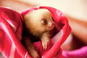 Blankets: Three-toed-sloth (Bradypus), young in a blanket
