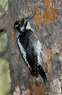 Tridactylus: Three-toed Woodpecker