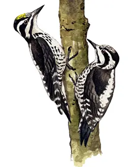 Tridactylus: Three-toed Woodpecker