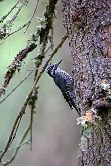 Tridactylus: Three-toed Woodpecker female at nest in old pine tree