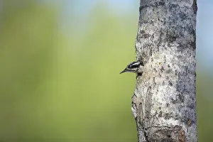 Tridactylus: Three-Toed Woodpecker - Leaving Nest Hole