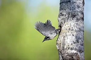 Tridactylus: Three-Toed Woodpecker - Leaving Nest Hole