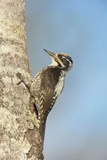 Tridactylus: Three-Toed Woodpecker - Male
