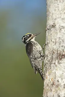 Tridactylus: Three-Toed Woodpecker - Male