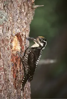 Eric Dragesco: THREE-TOED WOODPECKER - male, on tree