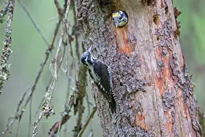 Tridactylus: Three-toed Woodpecker pair at nest in old pine tree