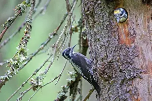 Tridactylus: Three-toed Woodpecker pair at nest in old pine tree